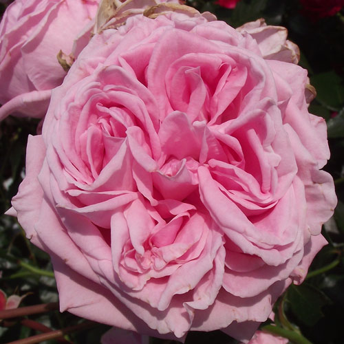 ROSE NURSERY MIZUTANI 有限会社水谷農園｜薔薇苗の生産業者販売サイト