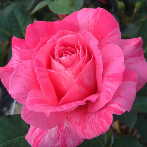 ROSE NURSERY MIZUTANI 有限会社水谷農園｜薔薇苗の生産業者販売サイト