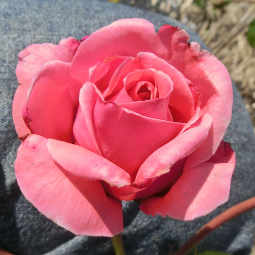 ROSE NURSERY MIZUTANI 有限会社水谷農園｜薔薇苗の生産業者販売サイト